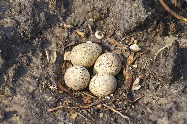 Wasserläufer-Nest auf dem Boden und vier Eier — Stockfoto