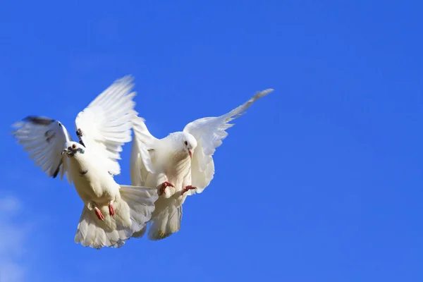 Two pigeons flying in the blue sky — Stock Photo, Image