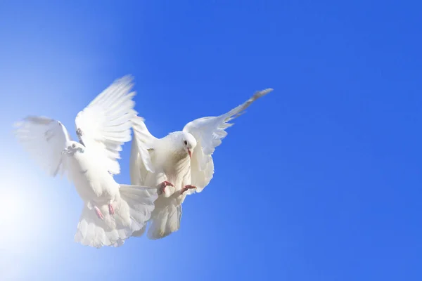 Due colombe che volano nel cielo blu — Foto Stock