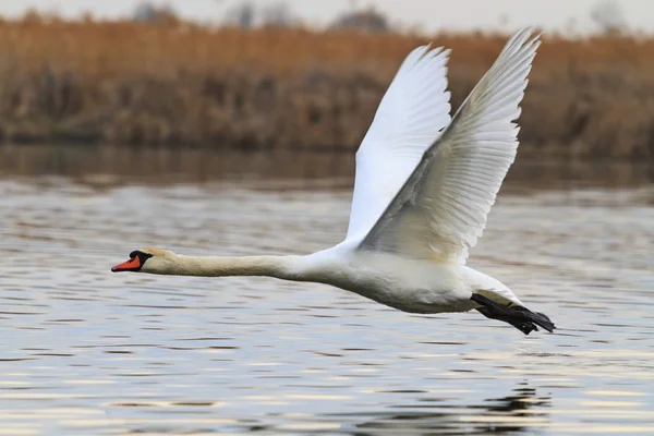 Belo cisne voando sobre o lago — Fotografia de Stock