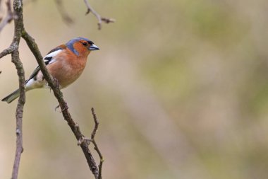 ispinoz şube bahçede oturur
