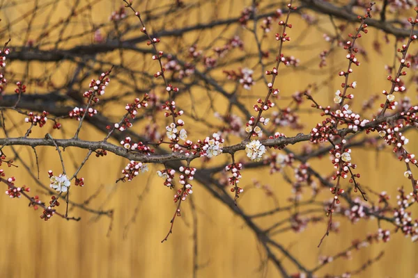 Krásné květiny na Třešňové květy — Stock fotografie