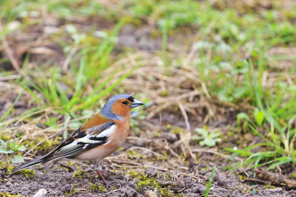 Pinzón se sienta en la hierba en el jardín — Foto de Stock