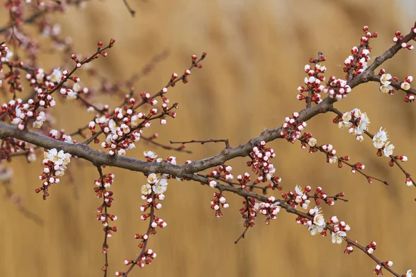 Kiraz çiçekleri ve güzel çiçekler — Stok fotoğraf