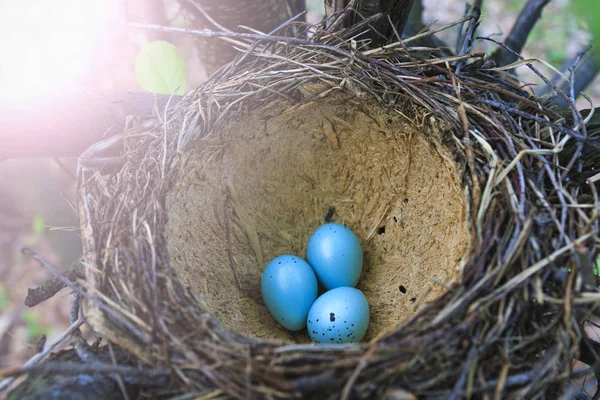 Fieldfares nest with blue eggs — Stock Photo, Image