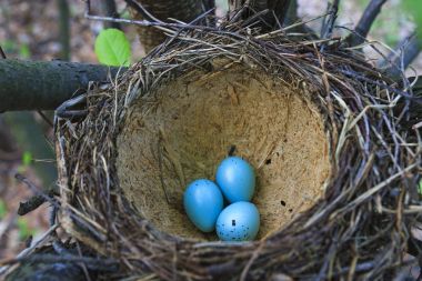 Mavi yumurta ile iyi yuva