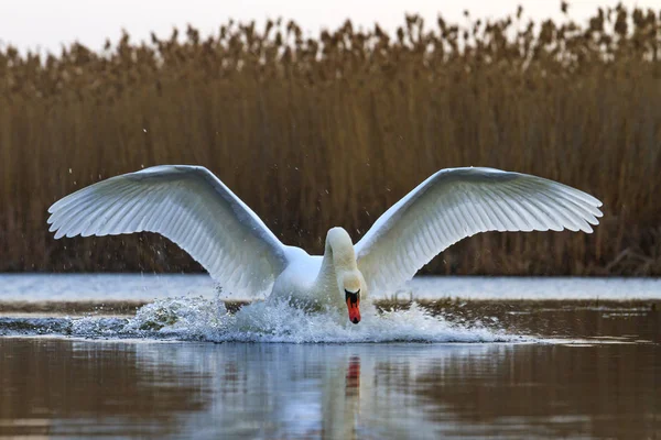 Cisne blanco sagrado con alas extendidas — Foto de Stock