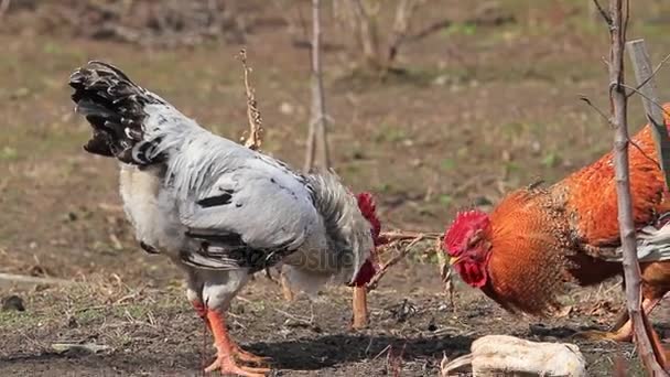 Cockfight in the backyard — Stock Video