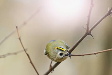Çalıkuşu - bir dalda oturan sevimli namlu ile
