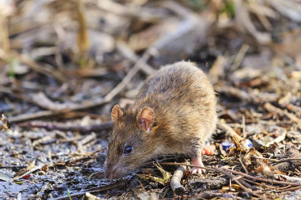 Grijze rat met lelijke snuit van afval — Stockfoto