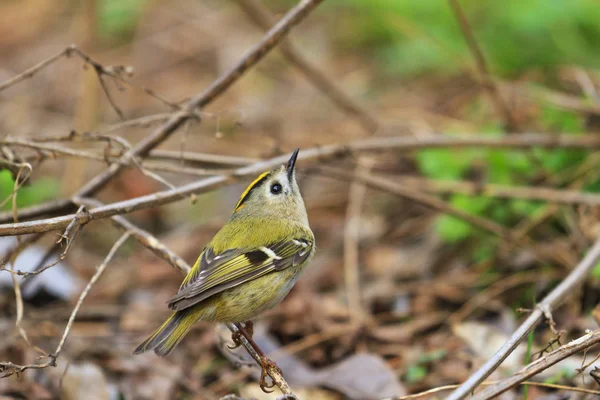 Goldcrest - el bosque de aves más pequeño — Foto de Stock