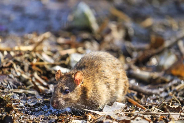 Grijze rat in het wild aan het meer — Stockfoto
