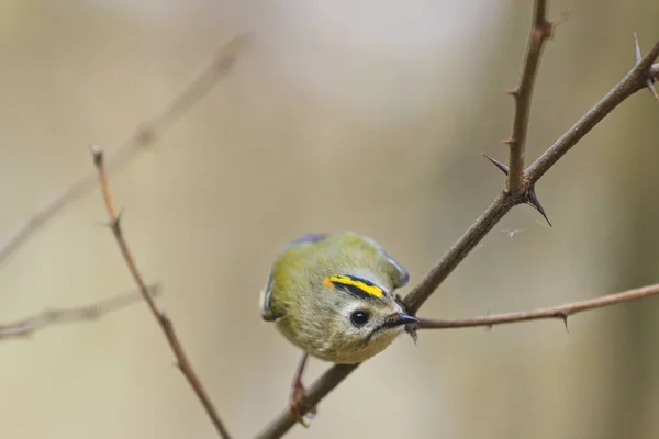 Goldcrest - с симпатичной музой — стоковое фото