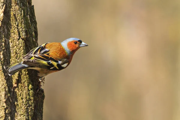 Finch songbird sitting on a tree trunk — Stock Photo, Image