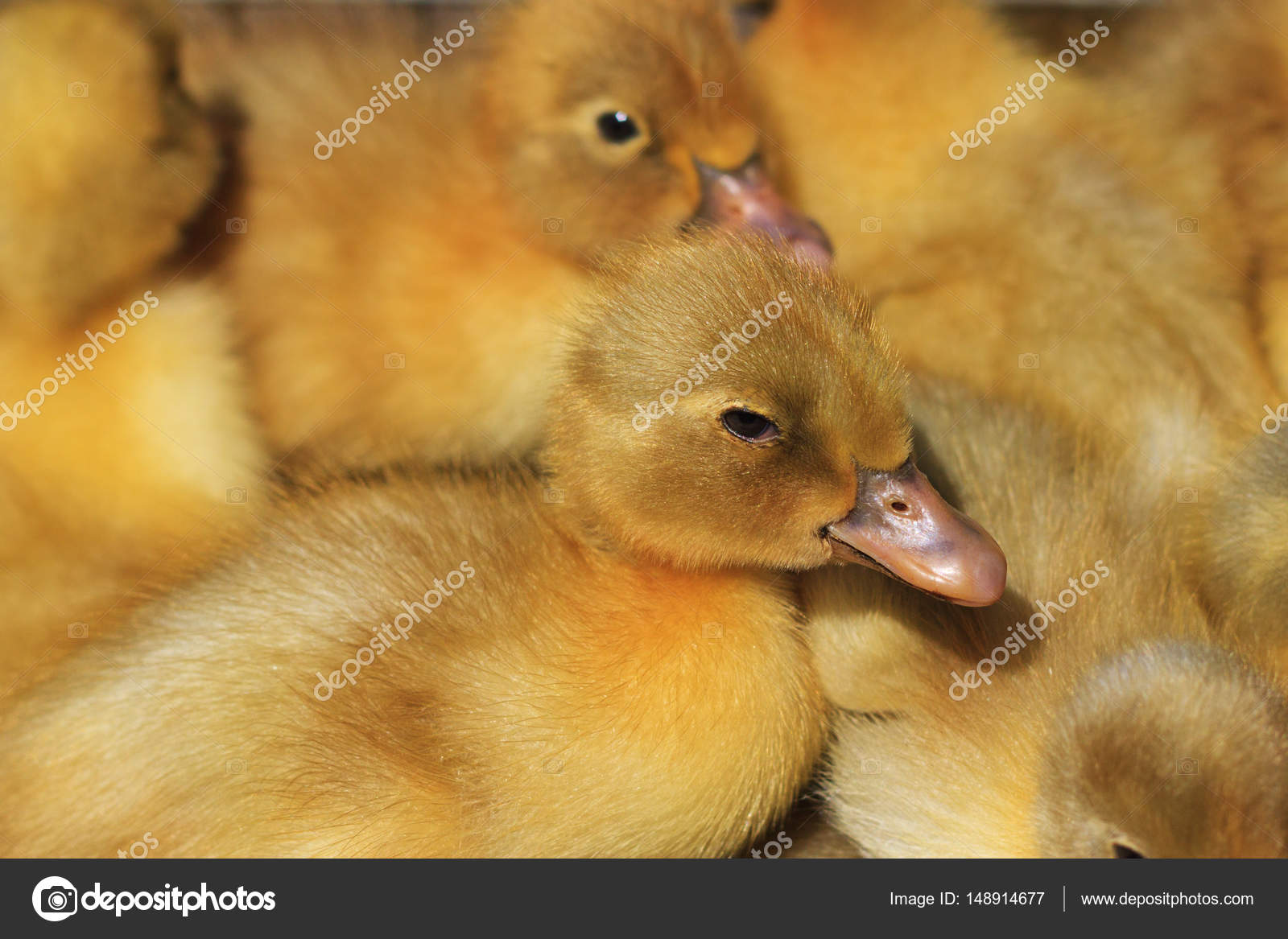 最高の動物画像 心に強く訴える可愛い アヒル