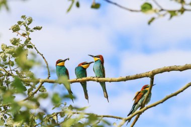 ağaçlarda egzotik kuşlar damat