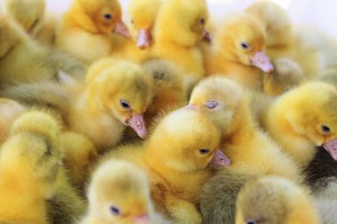 şirin kazlar Danimarkalı lehart doğurmak