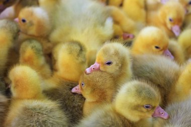 Danimarkalı lehart şirin kaz ırkı