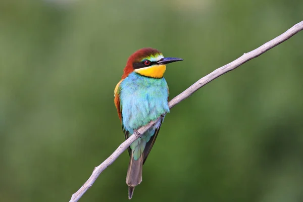 Oiseau exotique assis sur une branche — Photo