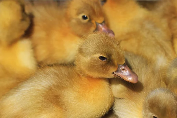 Cute ducklings rock Beijing