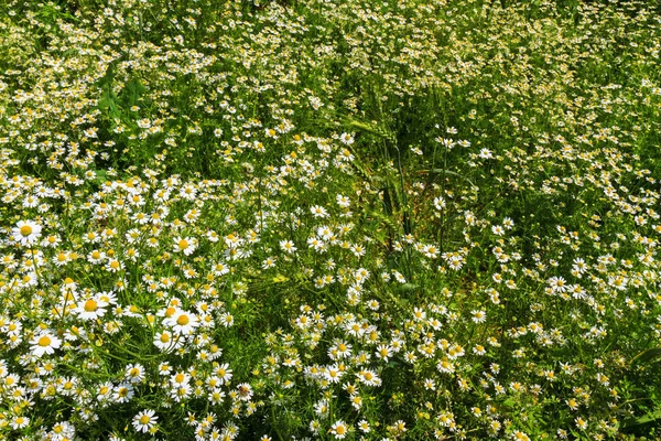 Natural carpet of chamomiles — Stock Photo, Image