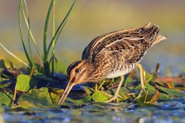 snipe on swamp looking for food in the morning sun clipart