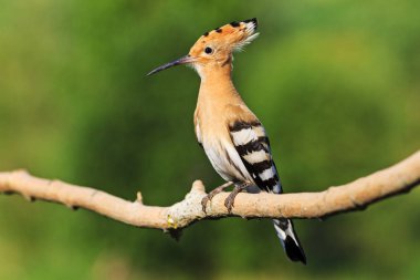 Püsküllü bir egzotik renkli kuş