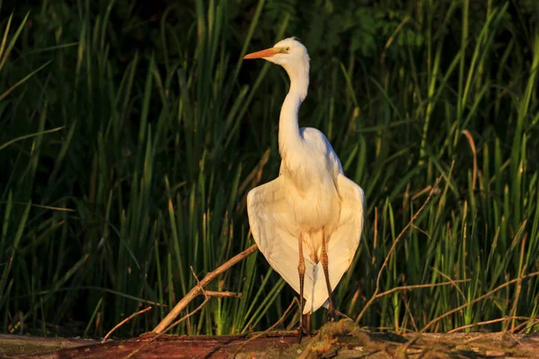 Weißer Vogel Silberreiher Ardea alba trockene Flügel in den Morgenstrahlen — Stockfoto