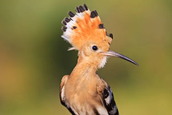 Hoopoe with beautiful bangs rare moment — Stock Photo, Image