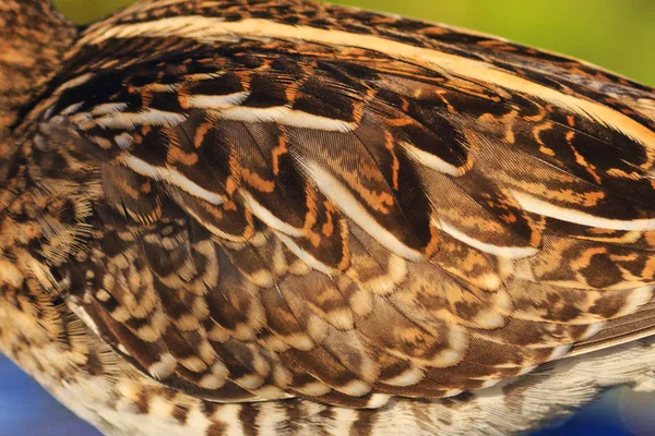 Natural camouflage snipe bird wing