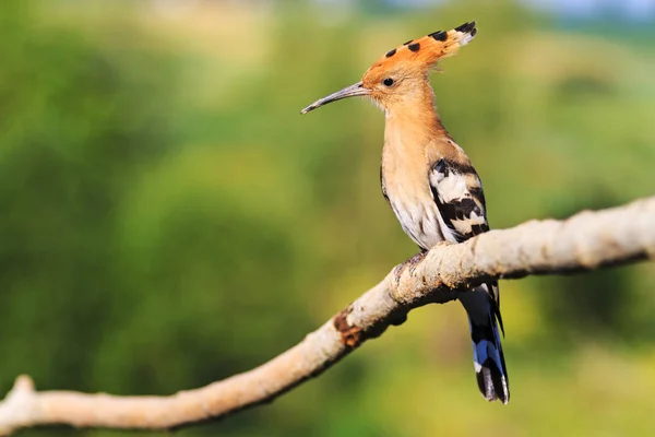 Seltsamer Vogel sitzt mit wehmütigem Blick auf einem Ast — Stockfoto