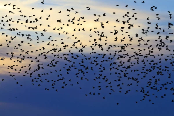Flock a seregélyek az esti égen — Stock Fotó