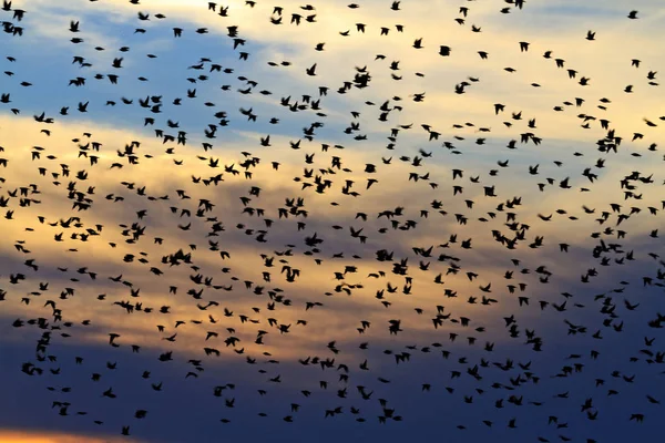 夕方の空を飛んでいる鳥の何百も — ストック写真
