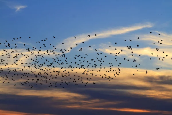 Ufuk ötesine starlings sinek sürüsü — Stok fotoğraf