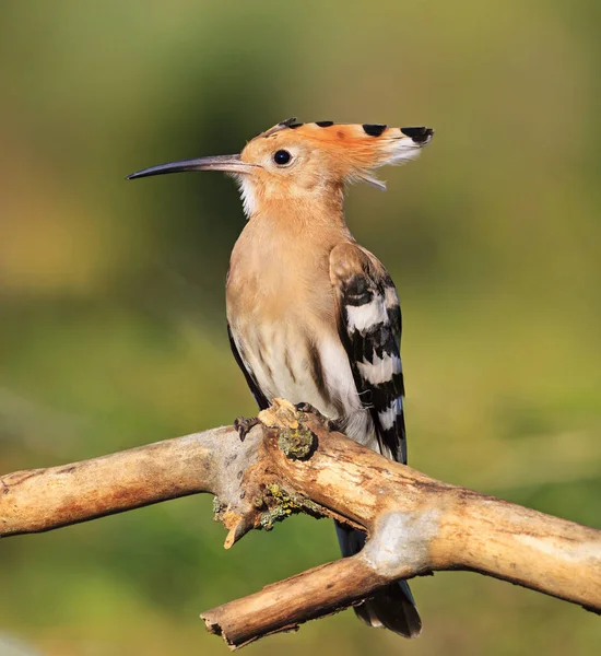 Royal hoopoe bird is a symbol of love and gratitude — Stock Photo, Image