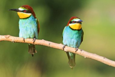 güneşli bir günde bir dalda oturan bee-eaters çifti