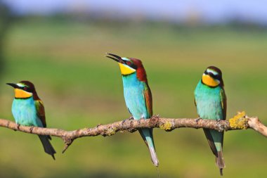 Üç bee-eaters bir dal üzerinde oturan