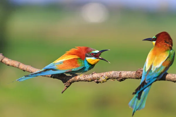 Bee-eaters of paradise clarifies the relationship — Stock Photo, Image