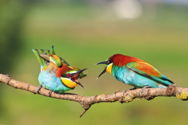 Birds of paradise tisztázza a kapcsolat — Stock Fotó