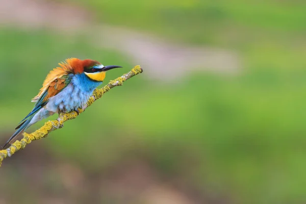 Egzotikus madár toll sörtéjű szín — Stock Fotó