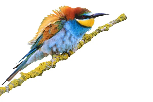 Egzotyczny ptak o włóknach kolor piór na białym tle — Zdjęcie stockowe