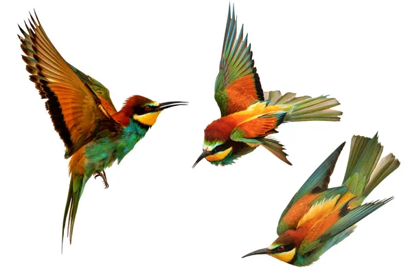 egzotik kuşlar uçuşta beyaz bir arka plan üzerinde izole kümesi