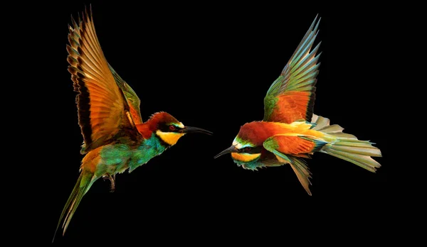 Lucha contra dos pájaros exóticos de color en vuelo sobre fondo negro — Foto de Stock