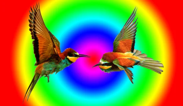 Pássaros coloridos voando e cores pantone — Fotografia de Stock