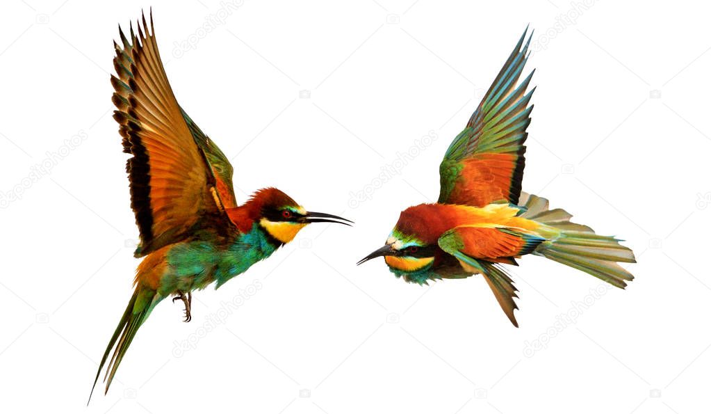 Fight two color exotic birds in flight isolated on white
