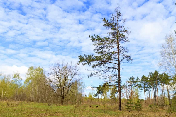 forest glade with lonely pine under the blue sky