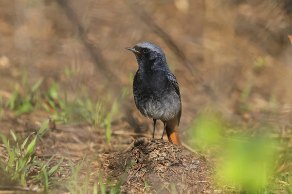 Pássaro preto com cauda laranja sentado no gramado ensolarado — Fotografia de Stock