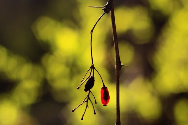 Bacche di crespino nero e rosso — Foto Stock