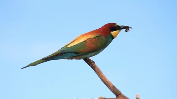 Bee-eater eats bees and flies away — Stock Video