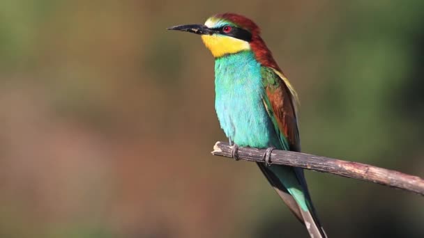 Beautiful rare bird with colored feathers — Stock Video